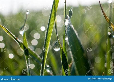 Morning Dew Drops On Green Grass Leaves Stock Image Image Of Blue