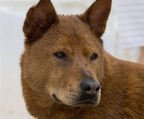 20 Irresistibly Cute Photos Of Mixed Breed Dogs Mixed