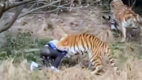 Momento En El Que Un Tigre Mata A Un Hombre En Zoológico De China