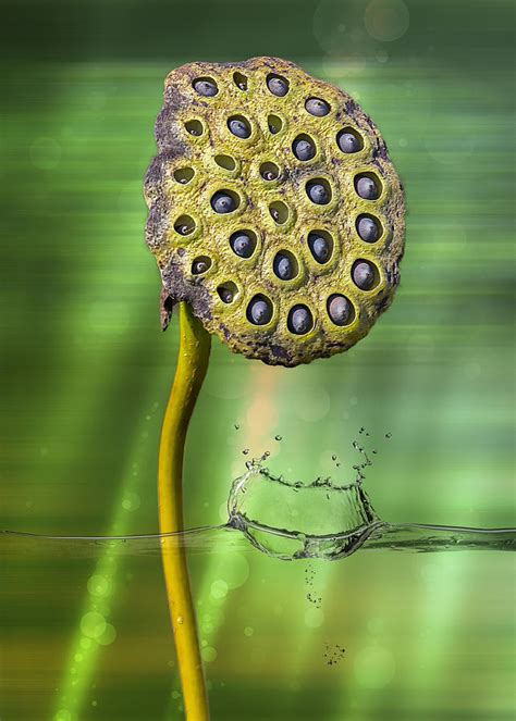 Lotus Water Lily Seed Pod Photograph By Bill Tiepelman