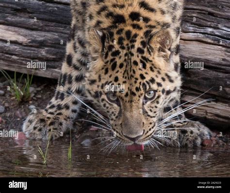 Amur Leopard High Resolution Stock Photography And Images Alamy