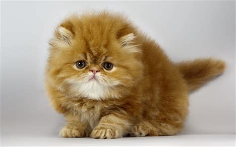 Download Wallpapers Small Fluffy Kitten Ginger Kitten Small Cat Cute