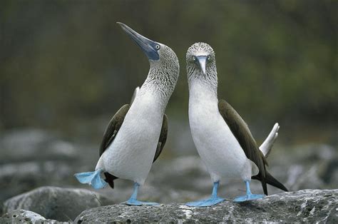 Blue Footed Booby Dancing Photograph By Tui De Roy