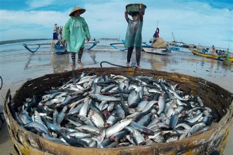 Ini Penyebab Terus Menurunnya Tangkapan Ikan Nelayan Lokal Suara Surabaya