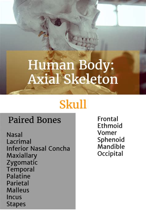 Learning The Bones Of The Human Body Ultimate Skeleton Resource