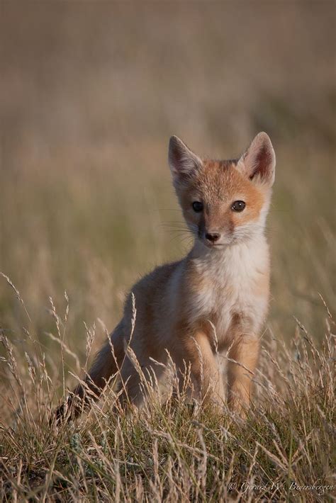 Swift Fox Pet Fox Fox Pups Swift Fox