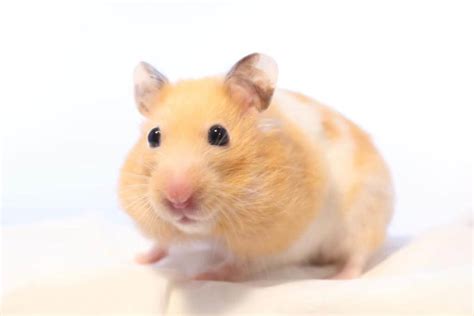 The robo (or roborovski) hamsterthe smallest of the species, weighing in at a mere 25 grams (just over 3/4 ounce)stays awake during the day, more so than other varieties. How Long Do Hamsters Live & Take Care of It | Pets Nurturing