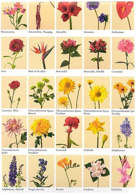 Flower Meanings List Of Flowers And Their Meanings List Of Flowers