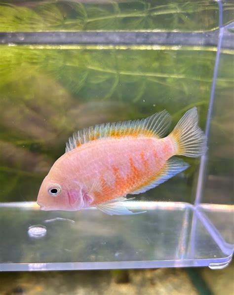 Pink Convict Cichlid Tank Dreams