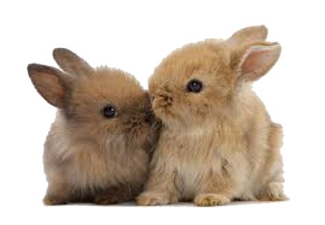 Pin By Lily On Filler Png Cute Baby Bunnies Animal Hugs Cute Bunny