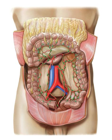 Small Intestine Lymphoid System Photograph By Asklepios Medical Atlas