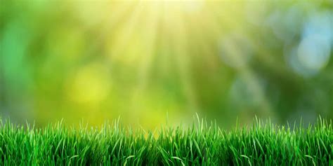 Growing Green Grass How To Have A Perfect Lawn Reviewthis