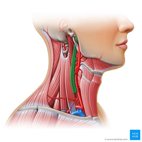 Brachial Plexus Injury Clinical Case Anatomy Symptoms Kenhub