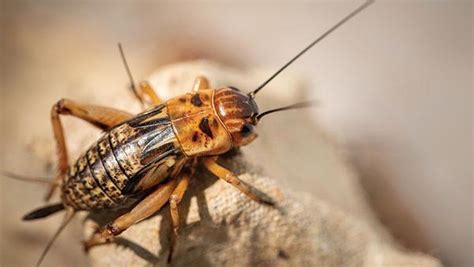 Blog Is It Dangerous To Have Crickets In My Dallas Home