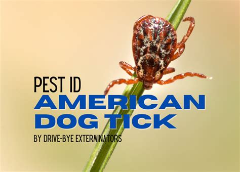 American Dog Tick Drive Bye Pest Exterminators