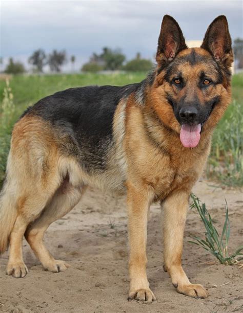 Westside German Shepherd Rescue Of Los Angeles German Sheperd Dogs