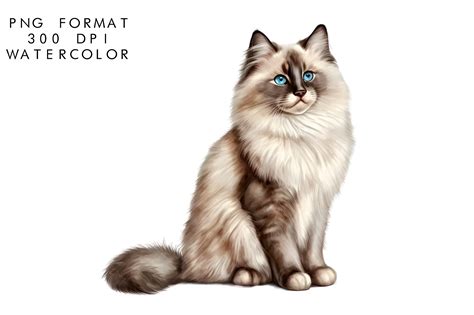 Watercolor Ragdoll Cat Sublimation Graphic By Watercolorbykr · Creative