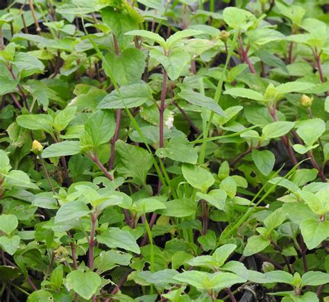 Spilanthes Kenyan Acmella Calirrhiza Potted Plant Organic