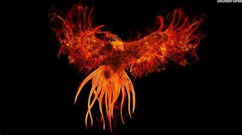 Download 8,100+ royalty free phoenix bird vector images. Phoenix Bird Wallpapers ·① WallpaperTag