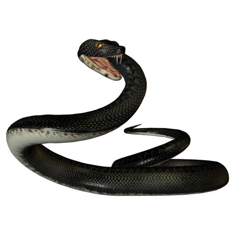 Black Mamba PNG Images HD PNG All PNG All