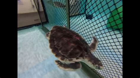 Cold Stunned Sea Turtle Released Into Gulf Of Mexico After A Year Of