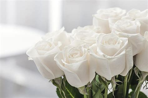 Terkeren 20 Wallpaper Bunga Rose Putih Gambar Bunga Indah