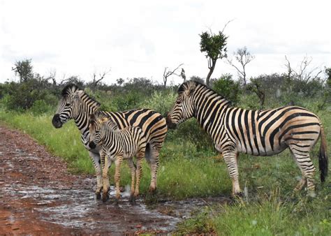 Baby Animals In Madikwe Game Reserve Part Iv Baby Zebras
