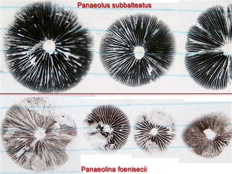 Pictures Of Spore Prints Mushroom Hunting And Identification