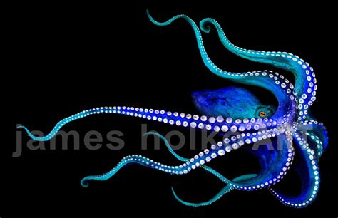 Blue Octopus Etsy
