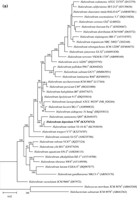Maximum Likelihood Phylogenetic Trees Based On 16s Rrna Gene A Rpob