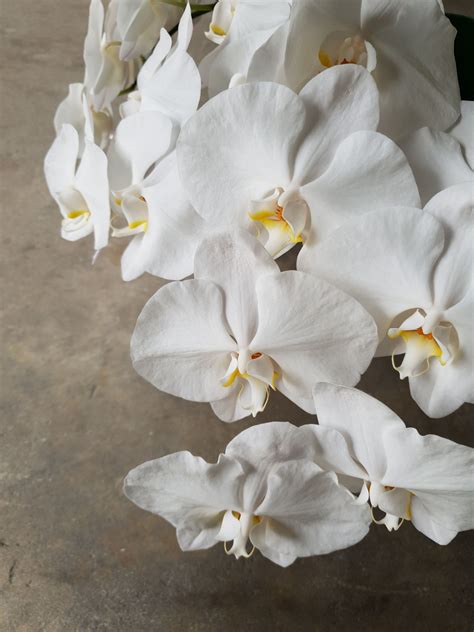 Love These Pure White Phalaenopsis Orchids A Wedding Classic For A