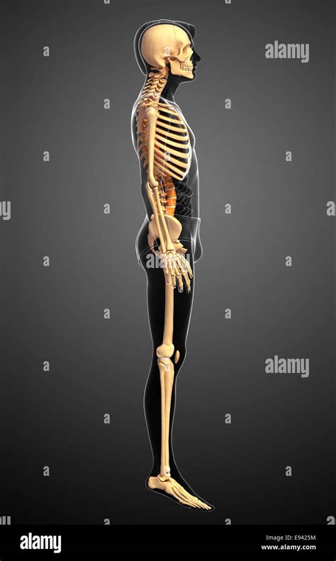 Skeleton Side View Hi Res Stock Photography And Images Alamy