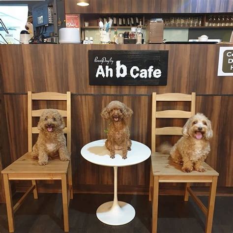 A List Of More Than 200 Dog Friendly Cafes And Restaurants In Singapore