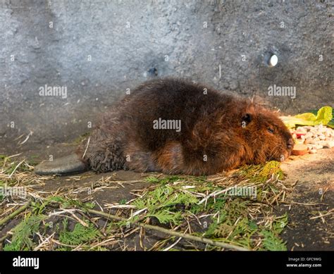 Beaver Sleeping And Eating Stock Photo Alamy