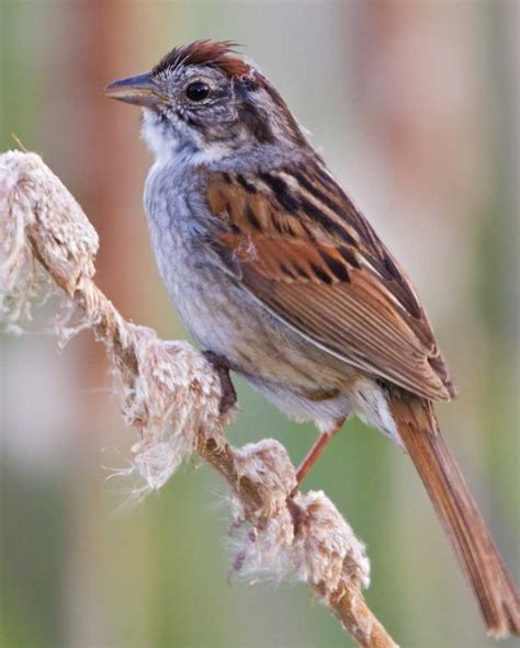 Swamp Sparrow National Audubon Society Birds Birds Bird Life List