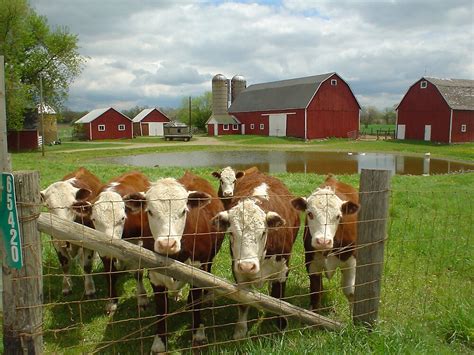 4h Farm Of The Year By Larry Sobczak Redbubble