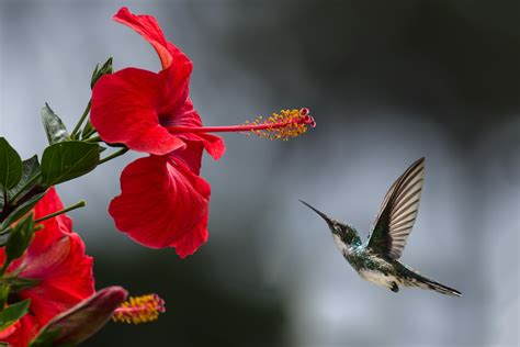 How To Attract Hummingbirds Green Side Up Garden And Ts