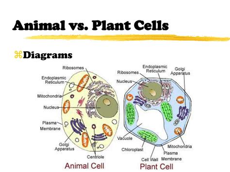 17 Animal Cell Vs Plant Cell Venn Diagram Pics Colorist