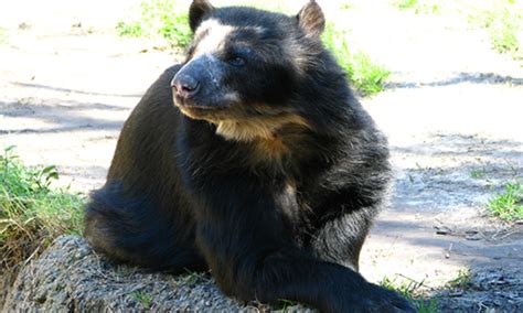 Spectacled Bear Facts Diet And Habitat Information