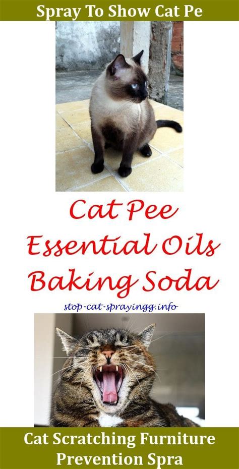 While most neutered cats who live indoors do not feel the need to spray, those who do are typically under first, determine whether your cat is spraying or urinating. Cat Urine Problems When Do Tom Cats Spray,cat pee kids hot ...