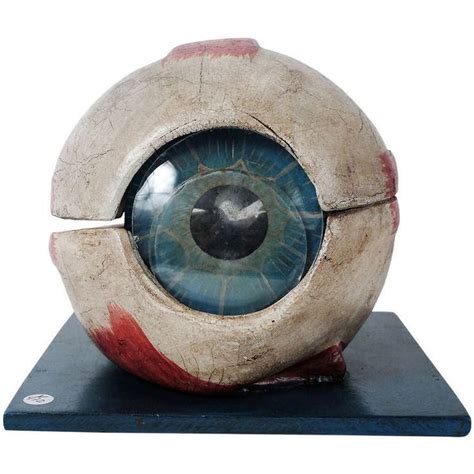 Andrusmagnus “academic Eye Model 19thc ” Anatomy Sculpture