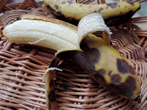 Come Se Banana Na Penca Ou Despenca Dois Ou Bolo De Banana Com Aveia