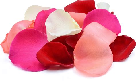 One of the often brightly colored parts of a flower immediately surrounding the reproductive. Rose Petal Flowers Information, Recipes and Facts