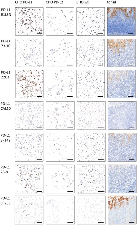 Immunohistochemical Images Of Chinese Hamster Ovarian Cho Cells