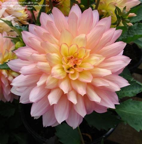 Plantfiles Pictures Decorative Dahlia Gallery Pablo Dahlia By Growin