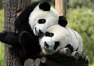 Very Lovely Panda Family Wallpapers HD / Desktop and Mobile Backgrounds