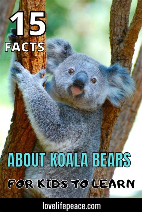About Koalas Wildlife Conservation Koala Bear Koala Animal Facts