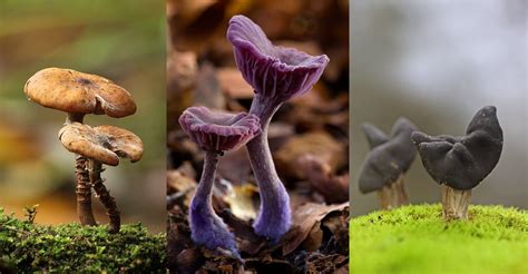 22 Extraordinary Macro Photography Of Mushrooms 99inspiration