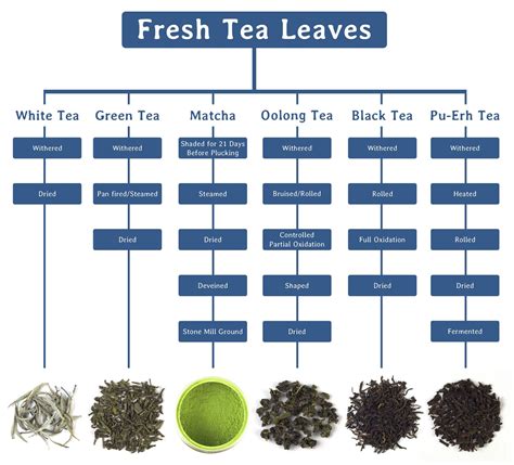 Tea Processing 101 Upton Tea Imports