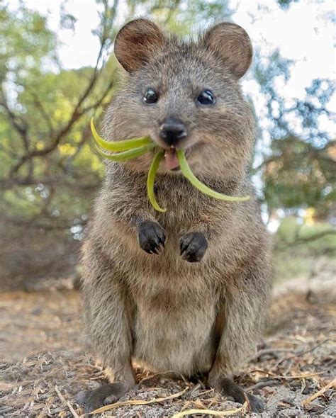 Zoo alphabet with funny animals. Meet Quokkas: The Happiest Animals On Earth